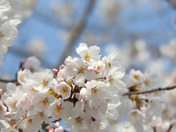 안양 수리산· 오산 물향기수목원 “4월 1,2일 왕벚나무 개화”
